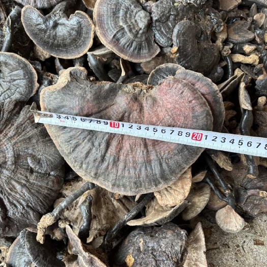 玉林紫灵芝深山采摘黑灵芝香味浓郁菌香味浓一手货源，产地直供