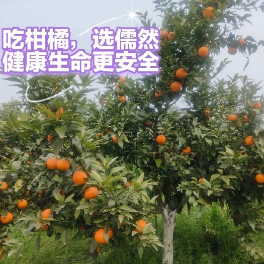 盐亭县沃柑，汁多皮薄，糖度高，无干水冻伤。天然生长绿色生态，