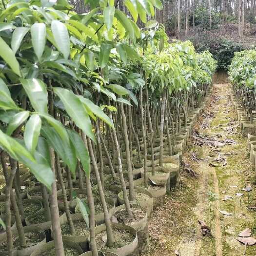 灵山县禾荔直生苗袋苗两公分起