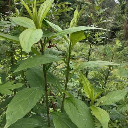贵州柴胡全草切段晒干新品干货