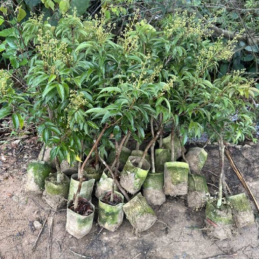 灵山县荔枝王一公分起杯苗