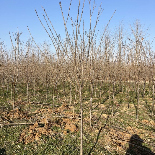 邳州市3公分樱花，树形优美，冠幅饱满！成活率高！