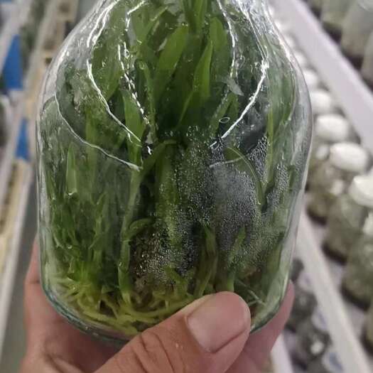 福清市铁皮石斛苗