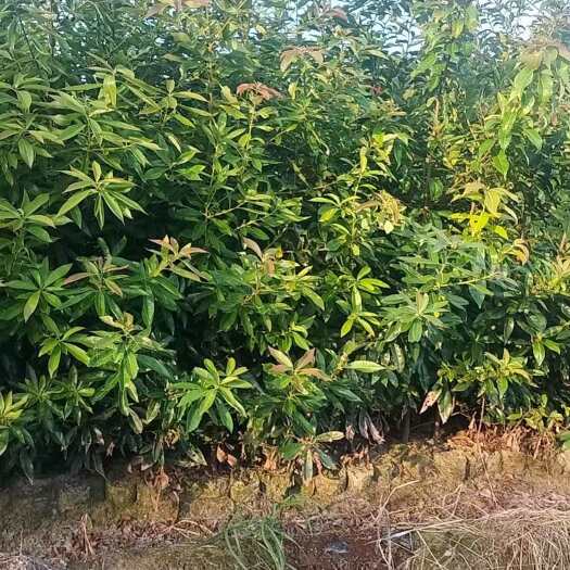 茶陵县香樟杯苗1.0大杯