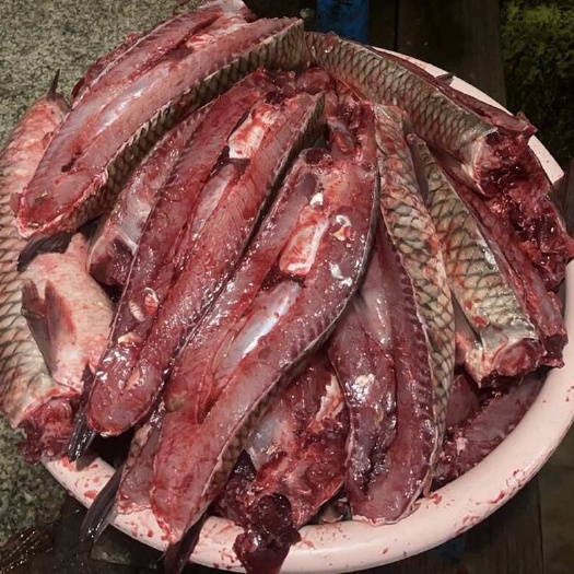 草鱼鱼腩（肚皮）去鳞去内脏，尽肉，适合餐馆、食堂做鱼块