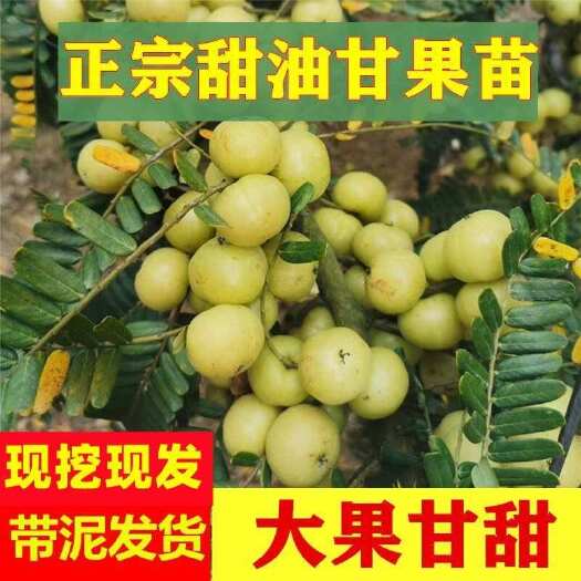 灵山县正宗甜种油甘果树苗余甘子果苗嫁接大果甜油甘果树苗南方种植盆栽