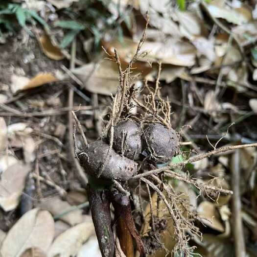 河口县天南星科青脚莲铁灯台