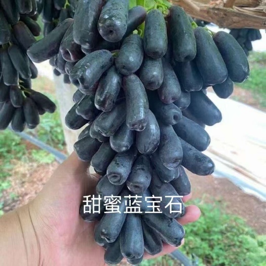 南宁葡萄苗@甜蜜蓝宝石葡萄苗 盆栽苗 袋苗 长果香甜好管理