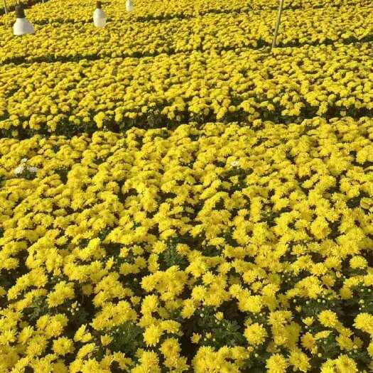 青州市黄白菊