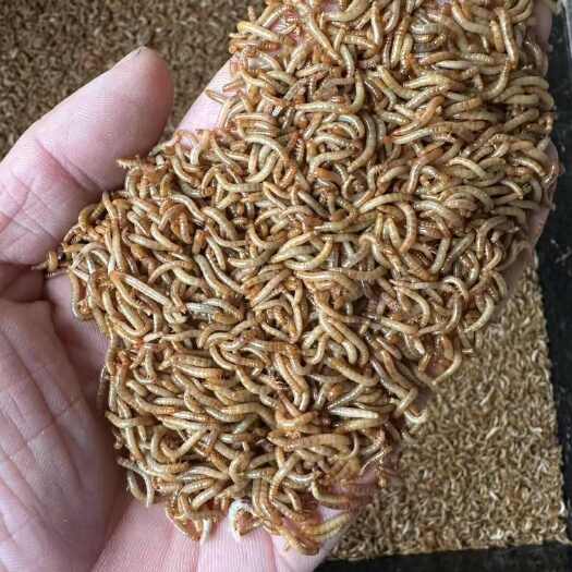 荥阳市黄粉虫、开口虫