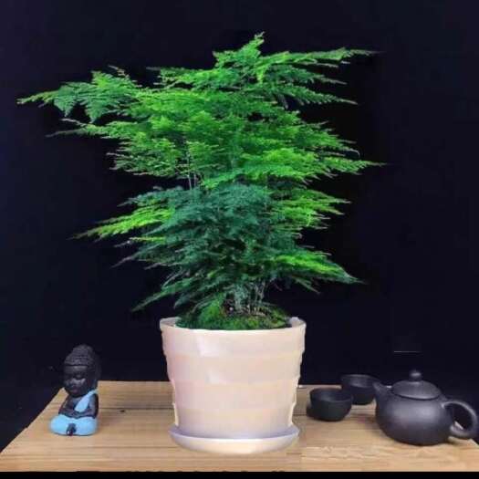 淮安文竹盆栽原土绿植室内土水培植物云竹盆景带盆花卉客厅四季常青文
