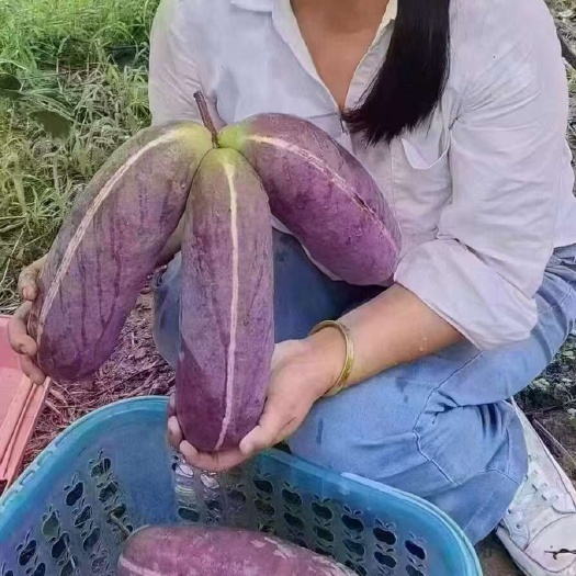 无籽 丁社长无籽八月瓜苗当年挂果我送苗你种植包收 亩产6千斤