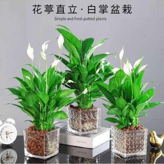 沭阳县白掌盆栽水培植物室内花卉好养一帆风顺大盆绿植鸿运当头花苗