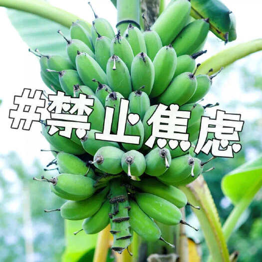平和县【禁止蕉绿-水培香蕉】 软糯香甜皮薄肉厚现砍现发苹果蕉