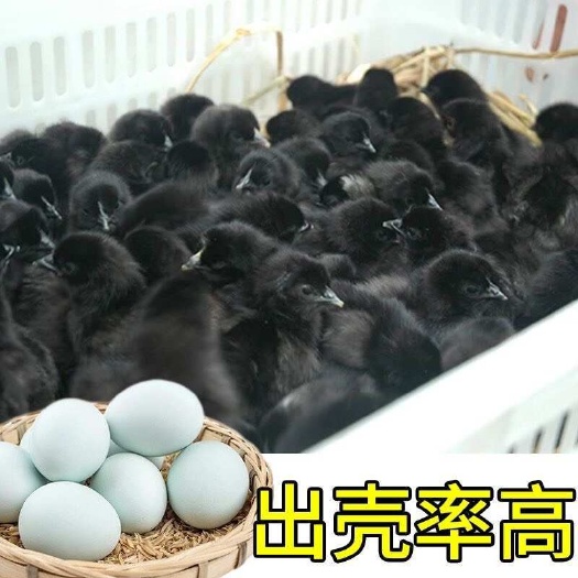 五黑鸡种蛋受精蛋纯种绿壳鸡蛋可孵化小鸡五黑一绿鸡乌骨鸡种蛋