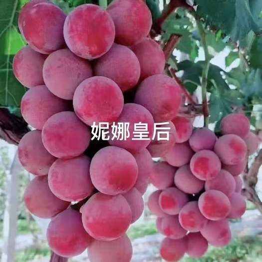 南宁葡萄苗@妮娜皇后葡萄苗 粉红色大果葡萄 送礼佳品 易种植管理