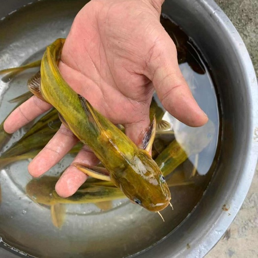 广州广州批发 黄骨鱼苗 黄颡鱼苗 黄辣丁 黄丫头
