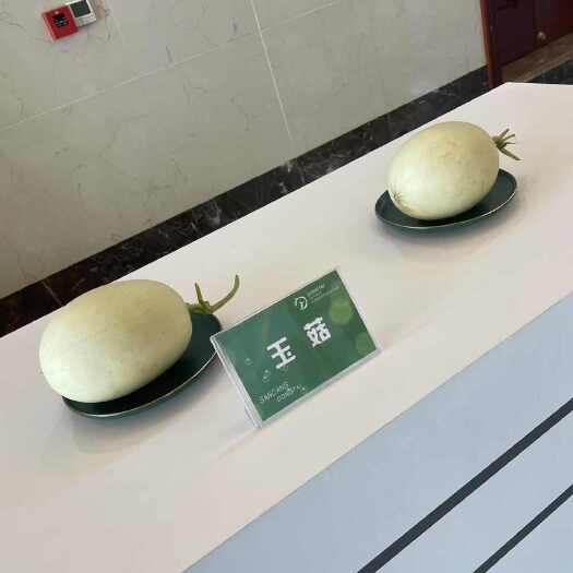 东台市玉菇甜瓜：多年经验团队期待与您合作共赢 可视频或实地看货