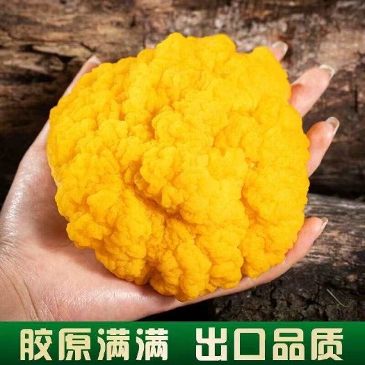 广州金耳菌