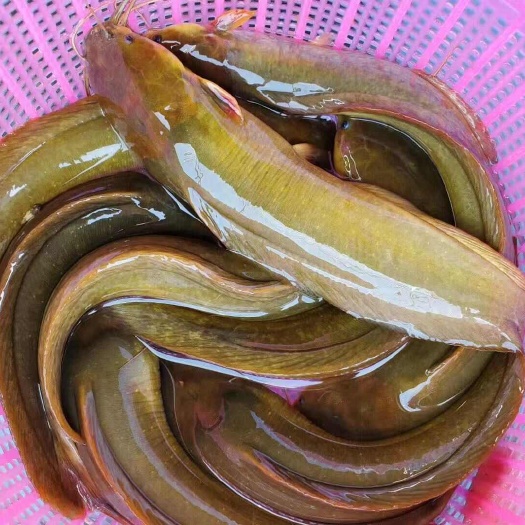 广州塘鲺苗  本地塘鲺鱼苗|革子胡鲶鱼苗|三黄塘鲺|塘角鱼苗