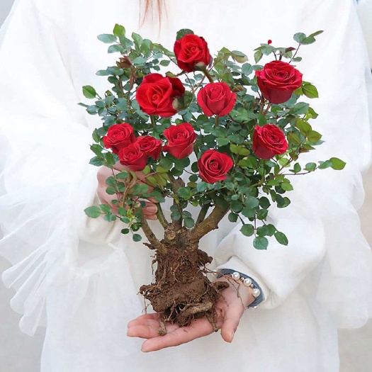 正宗玫瑰花苗老根特大盆栽浓香月季花苗绿植花卉四季开花好养花卉