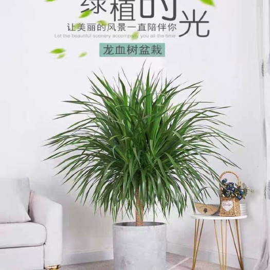 龙须树盆栽客厅多头绿植办公室内外龙血树造型小苗带土老桩盆景