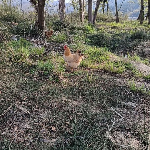 衡东县出售湘黄鸡