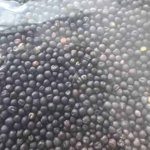 牙克石市油菜籽