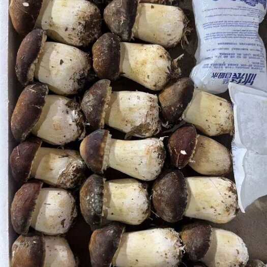 广州姬松茸