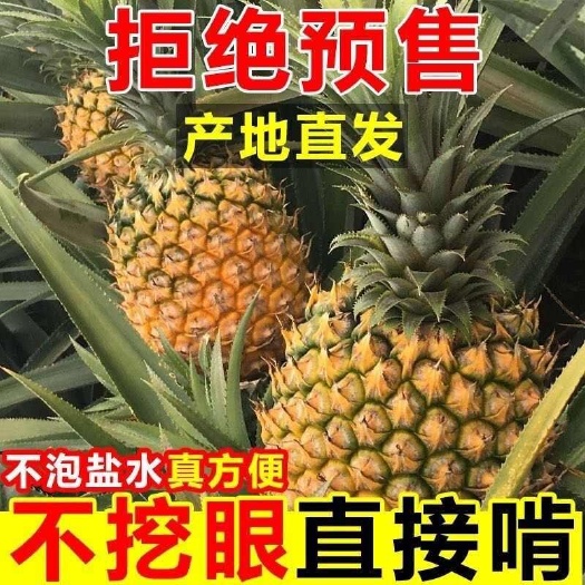 【产地直发包邮】海南金砖凤梨当季水果爽脆香甜多汁新鲜现摘现发
