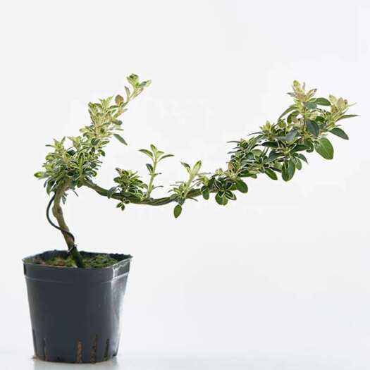 宿迁六月雪悬崖红花茶桌禅意室内盆景窗台小绿植物办公室茶几桌面盆栽