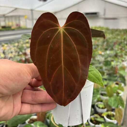 广州广州直发优质克莱恩花烛系列盆栽观赏植物苗木花草庭院装饰绿植