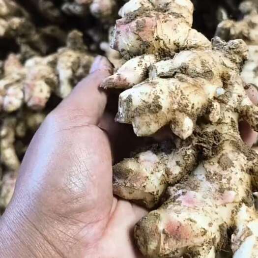镇宁县贵州小黄姜 带土新鲜发货 自然生长 品质优选