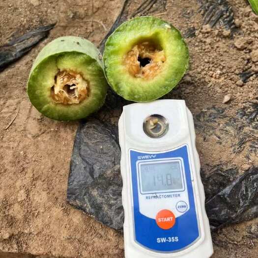 寿光市山东潍坊寿光直发新鲜博洋甜瓜现摘现发甘甜可口