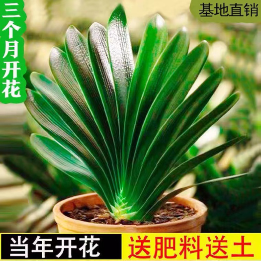 广州【精品推荐】君子兰花君子兰盆栽君子兰苗四季常青植物蝴蝶兰花苗