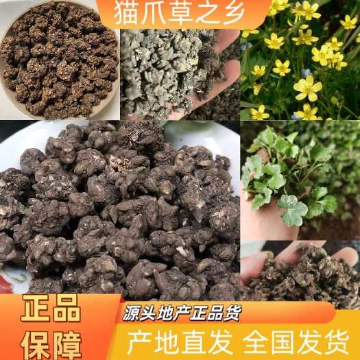 信阳猫爪草之乡，新货上市，假一赔十，量大优惠