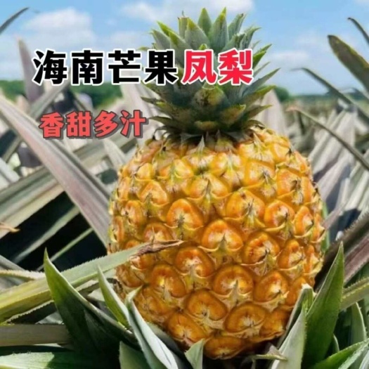 海南芒果凤梨现摘现发树熟