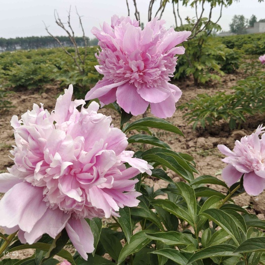 菏泽【爆款推荐】多花芍药，精品多层花，保证品种，保证质量现要现挖
