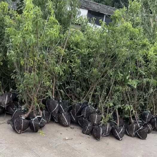 简阳市蜂糖李子苗
