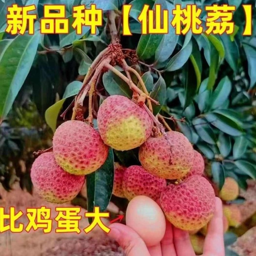 仙桃荔枝苗嫁接苗带原土球出售早熟品种果大肉厚新品种
