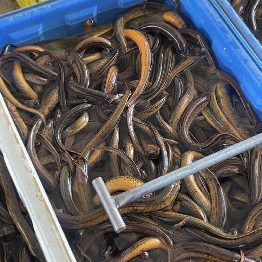 监利市荆州监利新鲜土黄鳝 批发供应 支持物流专线全国配送