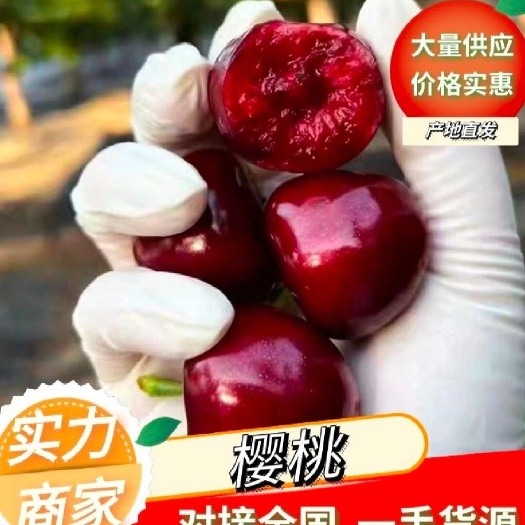先锋大樱桃 产地供应 对接市场电商 一件代发 欢迎来电咨询
