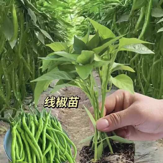 十堰线辣椒，薄皮辣椒，西红柿面，苦瓜苗，黄瓜苗，茄子苗对外销售