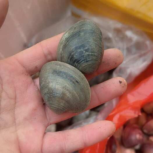 连云港美贝！20粒左右一斤