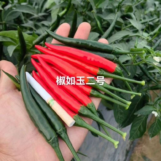 海口青红两用大果朝天椒种子厂家直销高硬度