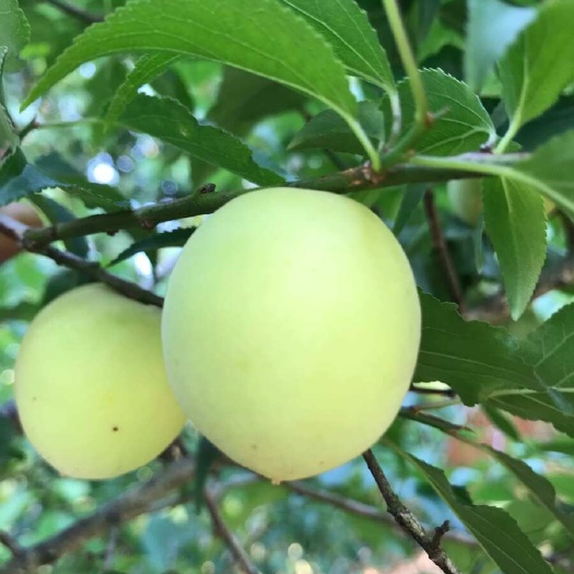 饶平县潮汕青梅，产地货源，量大优