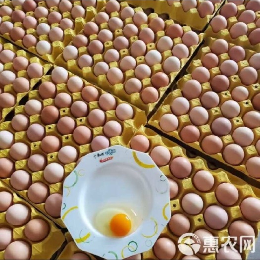 郑州散养信阳黑