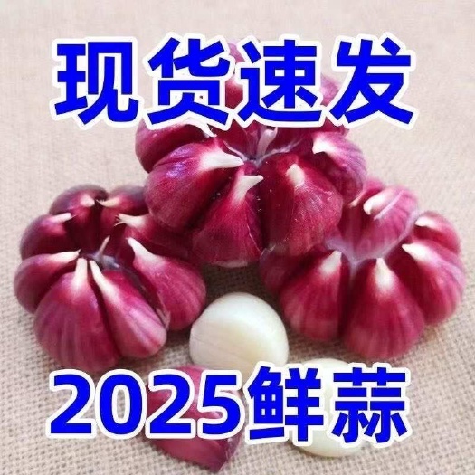 平邑县山东临沂新鲜紫皮蒜 平邑县直发 天然健康食材
