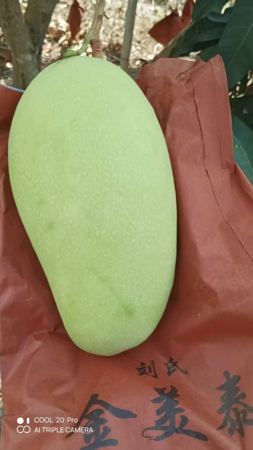 海南芒果，一件代发业务