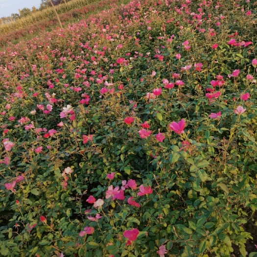 基地大量出售，丰花月季，品种月季，藤本月季